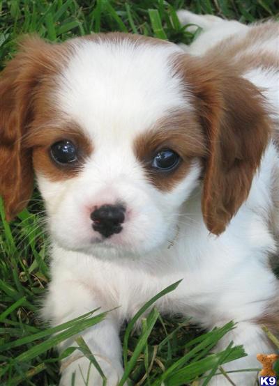 Puppies in Seymour